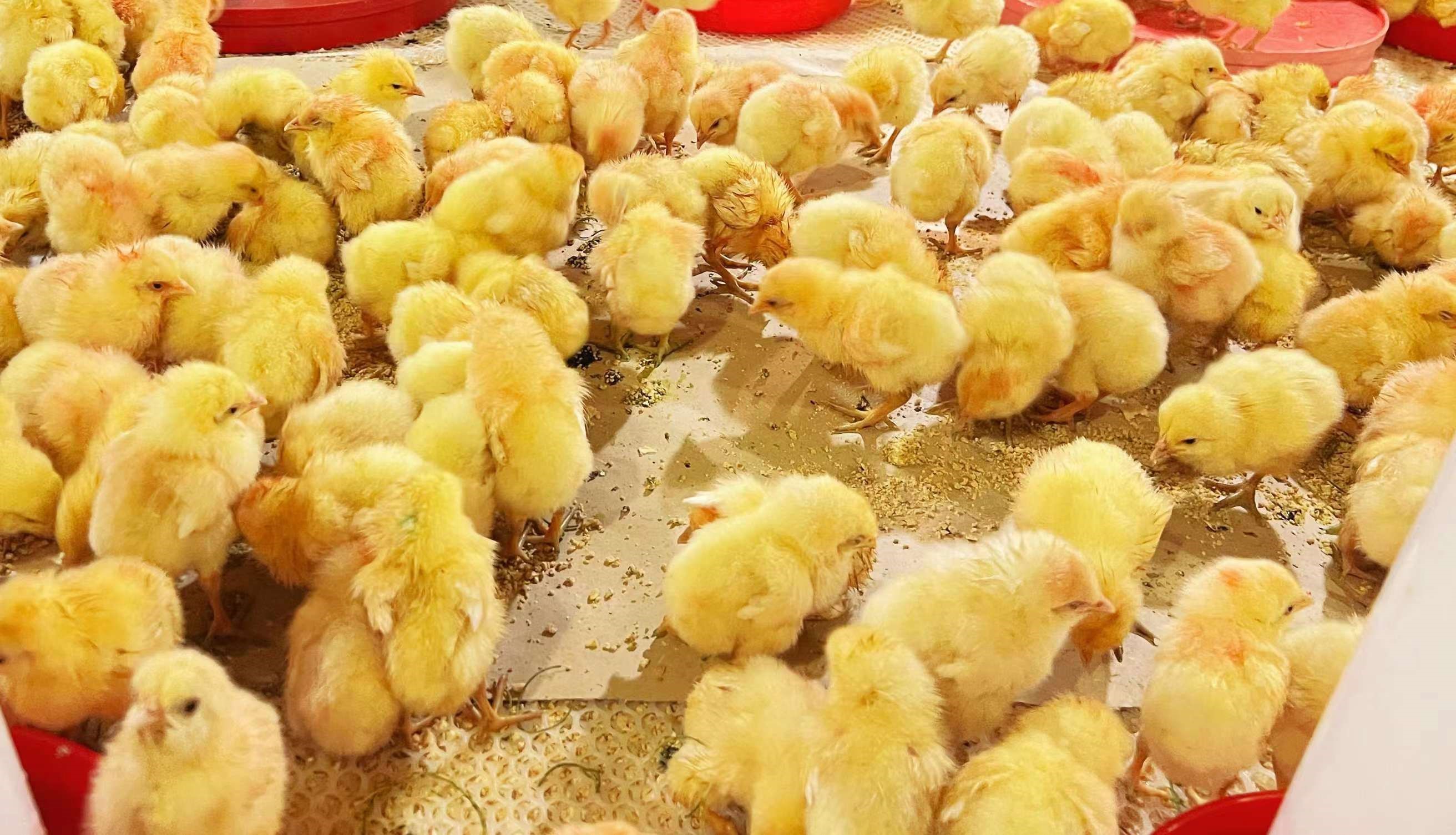 �������������չ��������������������������ٽ�����